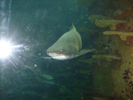 ~~Requin~~